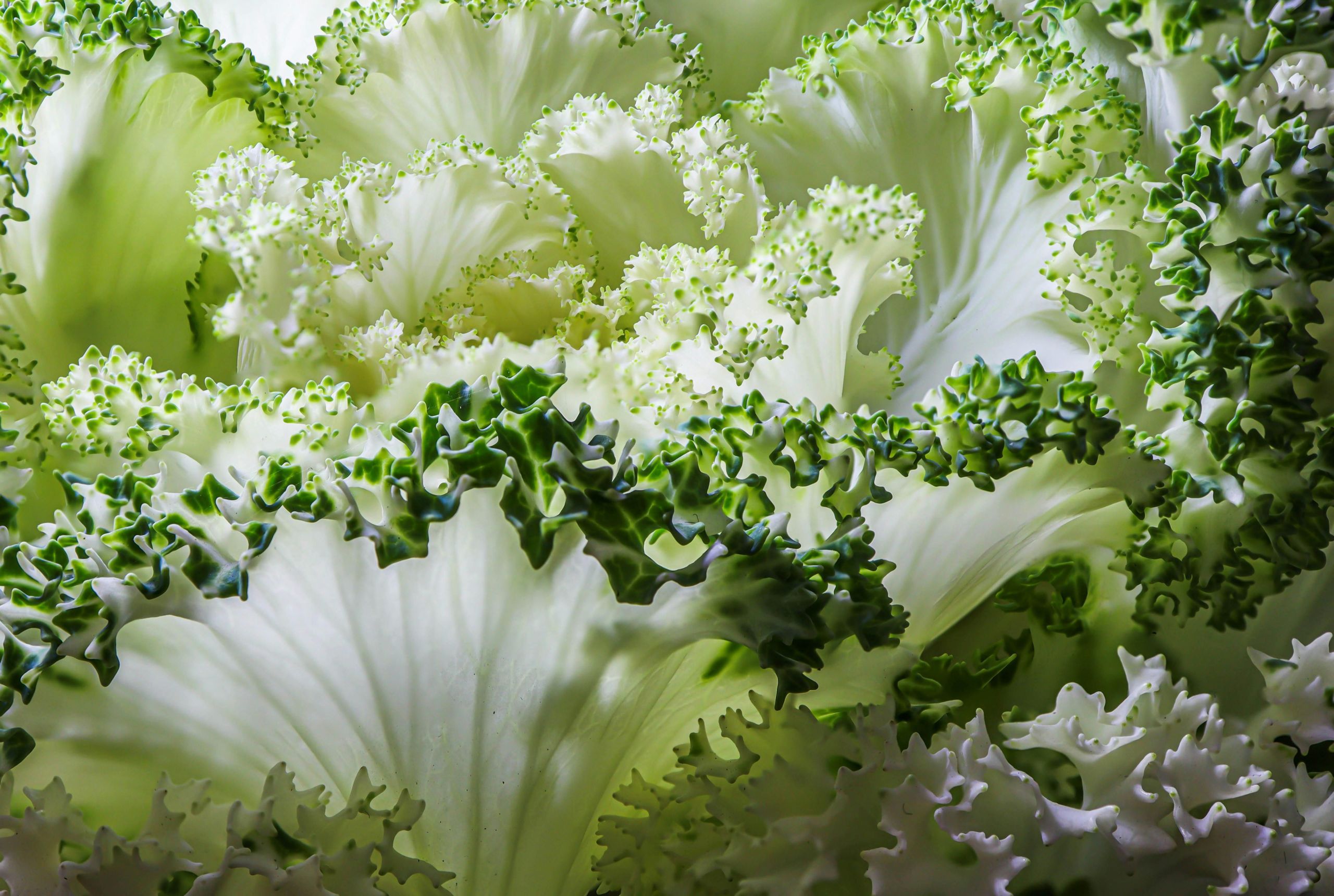 Salotos su Pekino kopūstu: lengvas, gaivus ir universalus pasirinkimas kasdienei mitybai